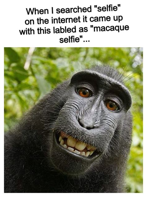 monkey meme